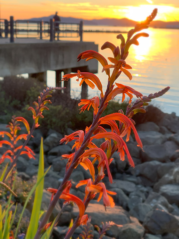 Crocosmia lucifer flower. Image captured during sunset. Selective focus.