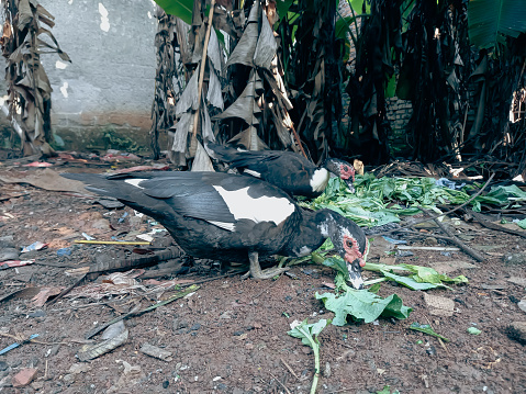 Muscovy duck