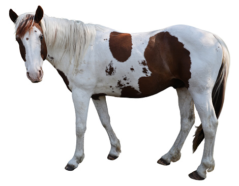 Brown and white paint horse standing isolated on a white background.