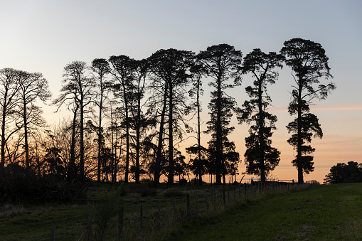 As the sun sets, tall silhouetted trees align against the backdrop of a dusky sky, forming a picturesque sight.