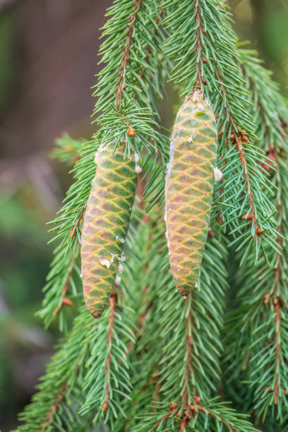 istock Green spruce branches with needles and cones in autumn. 1632891691