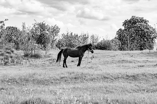 Beautiful wild brown horse stallion on summer flower meadow, equine eating dark grass, horse stallion with long mane portrait in standing position, equine stallion outdoors, big horse equines