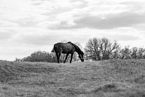 Beautiful wild brown horse stallion on summer flower meadow, equine eating dark grass, horse stallion with long mane portrait in standing position, equine stallion outdoors, big horse equines