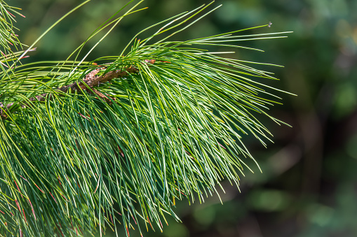 Cedar branches with long fluffy needles with a beautiful blurry background. Pinus sibirica, or Siberian pine. Pine branch with long and thin needles. The pine tree looks soft and fluffy.
