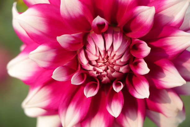 istock dahlias in several colors with bees, which are pollenizing 1632897082