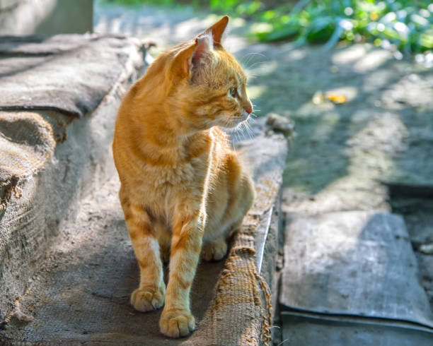 istock Cat on the threshold of an old farmhouse. 1632897104
