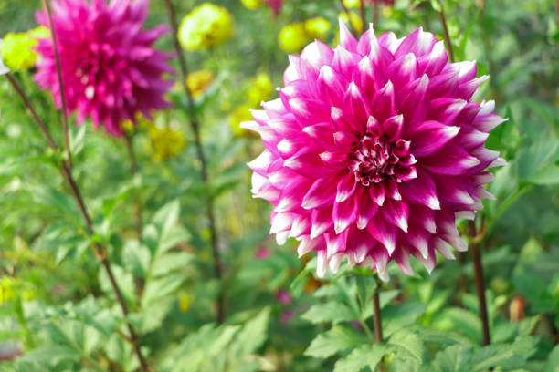 dahlias in several colors with bees, which are pollenizing