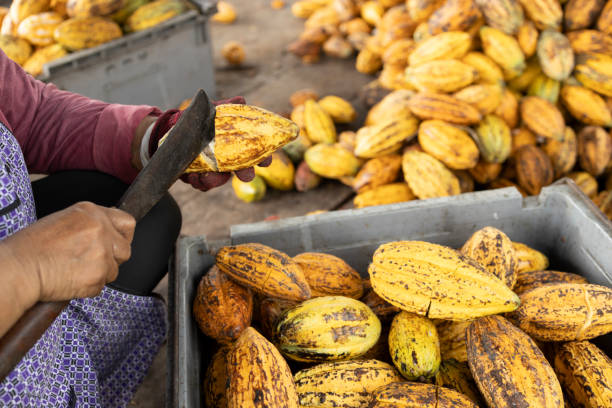 istock Cocoa beans and cocoa pod on a wooden surface. 1632902787