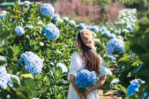 Charming girl with a bouquet of hydrangea. Young Asian woman traveler enjoying and walking in a hydrangea garden. Travel and holiday, enjoy weekend and leisure time concept