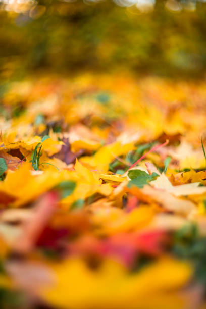 istock Bright autumn maple leaves on a blurred background. autumn background 1632916879