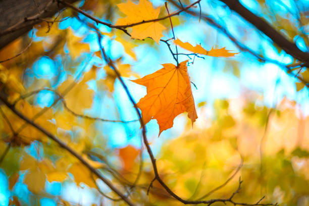 istock Bright autumn maple leaves on a blurred background. autumn background 1632923231