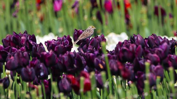 savannah sparrow appollaiato su tulipani viola in fiore - british columbia, canada - passerculus sandwichensis foto e immagini stock