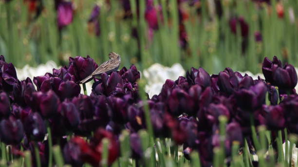 gorrión de la sabana posado en tulipanes púrpuras en flor - columbia británica, canadá - passerculus sandwichensis fotografías e imágenes de stock