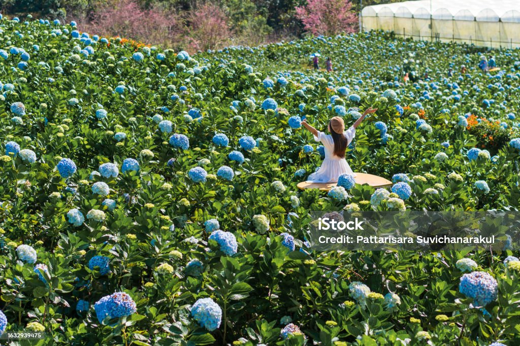 Young Asian woman traveler enjoying and walking in a hydrangea garden. Travel and holiday, enjoy weekend and leisure time concept Flower Stock Photo