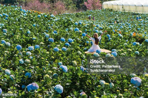 Young Asian Woman Traveler Enjoying And Walking In A Hydrangea Garden Travel And Holiday Enjoy Weekend And Leisure Time Concept Stock Photo - Download Image Now