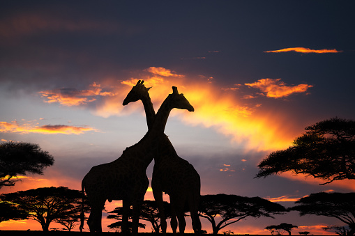 Silhouettes of two giraffes in Africa at sunset.