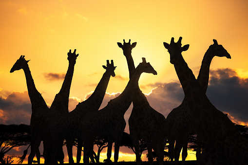 Silhouettes of giraffes in Africa at sunset.