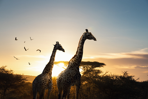 Silhouette of two giraffes at sunset in Serengeti national Park, Tanzania. Group of vultures are flying in the background.