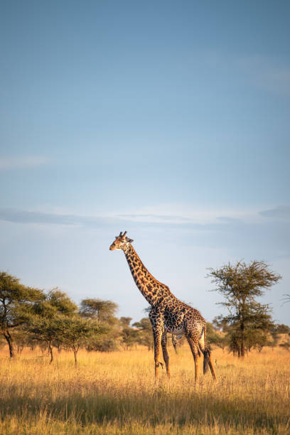 istock Giraffe in Serengeti National Park 1632950997