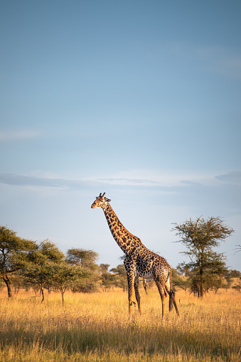 Beautiful giraffe in Serengeti National Park in Tanzania.