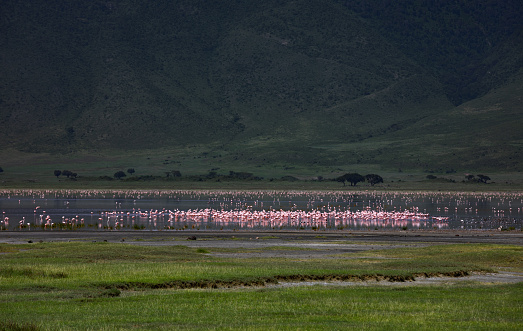 Beautiful view of lake in Ngorongoro Crater, Tanzania full of flamingos.