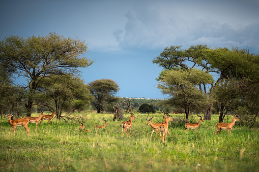 Group of Impalas in green Tarangire national park in Tanzania, Africa