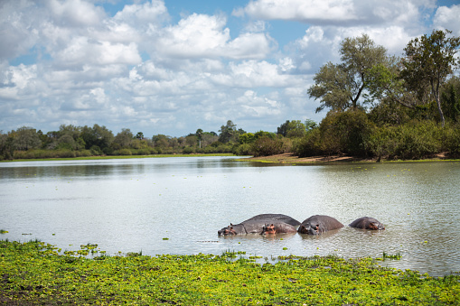 Hippo standing shoulder deep in water with an Ox Pecker on its nose