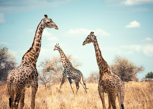 Beautiful giraffes in Selous national park in Tanzania.