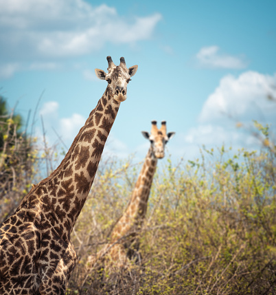 Two giraffes in Selous national park in Tanzania.