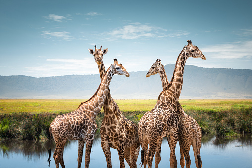 Group of giraffes by the lake.
