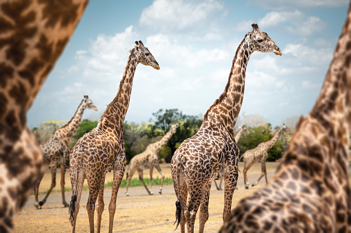 Herd of giraffes in African savannah (Selous Game Reserve, Tanzania, Africa).