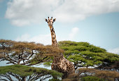 Giraffe Looking Out From The Trees