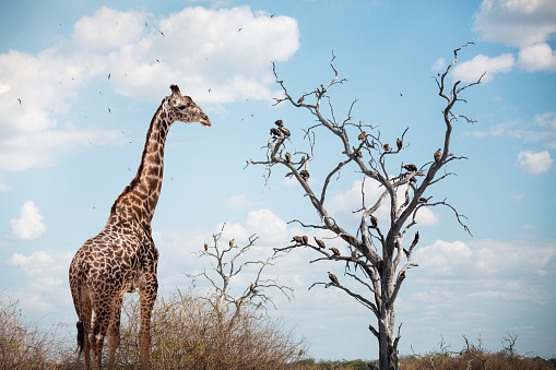 Giraffe and group of vultures on dead tree waiting for a dinner (Selous Game Reserve, Tanzania, Africa).