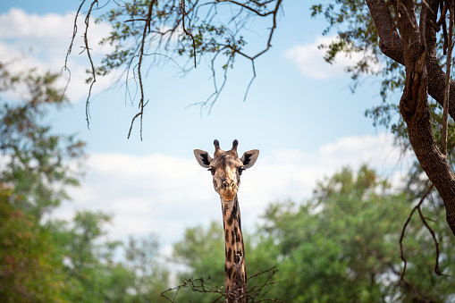 Curious giraffe looking from the bush.