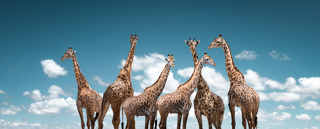 Group of giraffes under African sun.