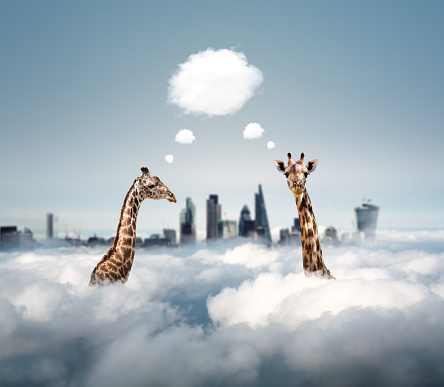 Two curious giraffes looking out from the clouds and wondering where they are.