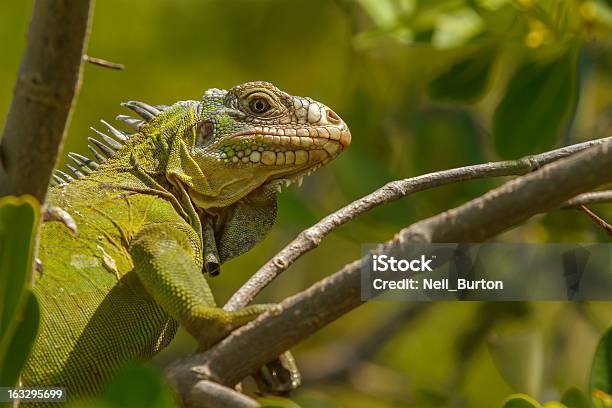 Iguana Antillean Minore - Fotografie stock e altre immagini di Iguana - Iguana, Martinica, Animale selvatico