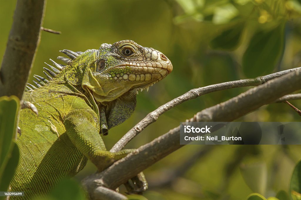 Lesser Antillean Iguana - Zbiór zdjęć royalty-free (Legwan)