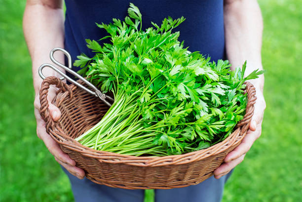 istock Freshly cutting Parsley harvesting 1632958006
