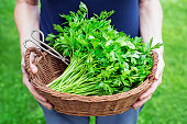 Freshly cutting Parsley harvesting