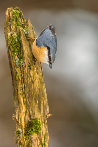Nuthatch in winter climbing down a mossy branch