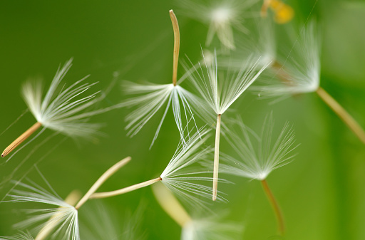 Taraxacum, dandelion seed, dandelion, blowball seed