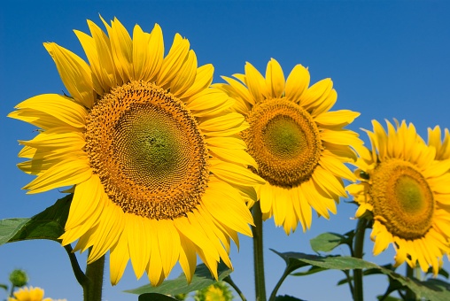 sunflowers on a summer sky background