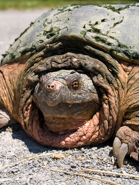 Snapping Turtle stock photo