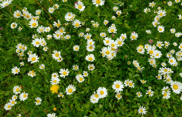 istock Close up of a flower field 1632969784