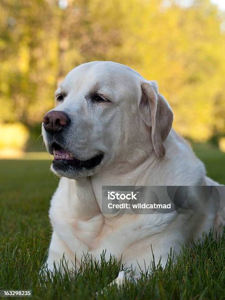 Yellow Lab Stockfoto und mehr Bilder von Fotografie - Fotografie, Freundschaft, Gelb