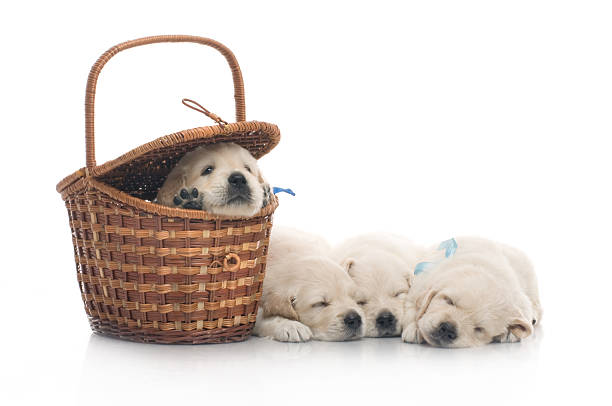 istock small cute golden retriever puppy,  on white background 163298507