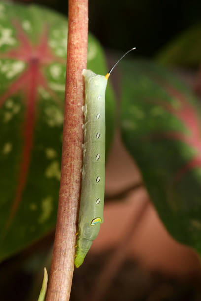 A green hawk moth caterpillar 3 A green hawk moth caterpillar perched on a branch. oleander hawk moth stock pictures, royalty-free photos & images