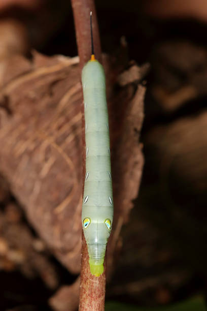 A green hawk moth caterpillar 5 A green hawk moth caterpillar perched on a branch. oleander hawk moth stock pictures, royalty-free photos & images