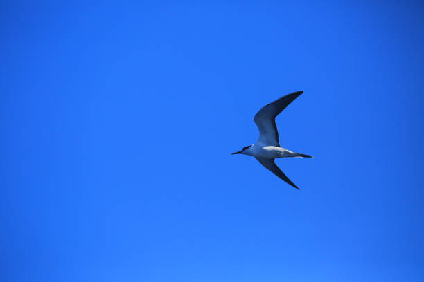 Two skimmers (Rynchops niger) flying over water, Sanibel Island, Florida, USA